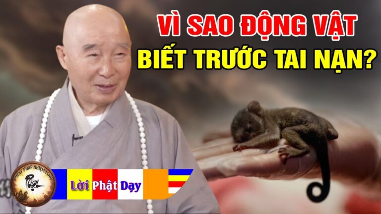 Vì sao Động Vật lại biết trước được Tai nạn? Pháp Sư Tịnh Không trả lời phỏng vấn Phật pháp