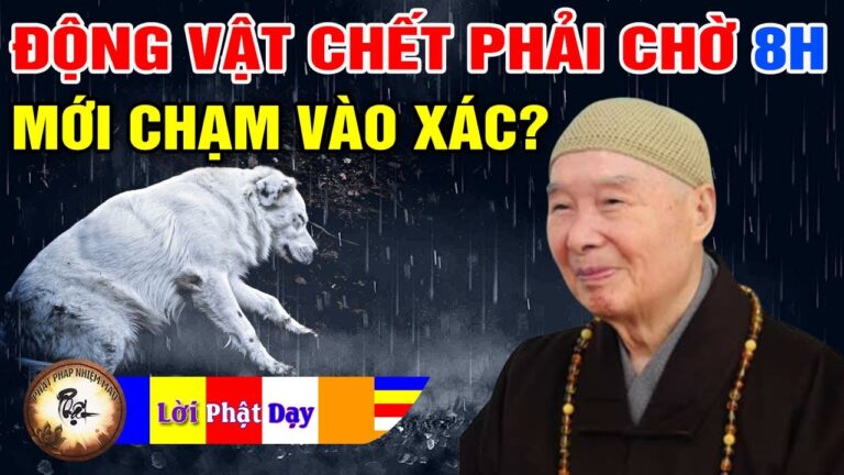 Động vật sau khi chết có phải chờ 8 tiếng mới được chạm vào xác không? Pháp Sư Tịnh Không | PPNM