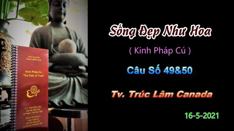 Kinh Pháp Cú – Câu số 49 & 50 – Sống Đẹp Như Hoa – Thầy Thích Pháp Hòa (Tv.Trúc Lâm.Ngày 16.5.2021)