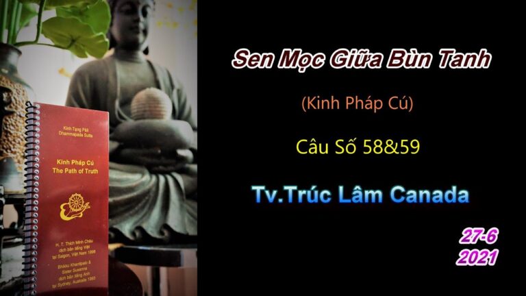 Kinh Pháp Cú – Câu số 58 & 59 – Sen Mọc Giữa Bùn Tanh – Thầy Thích Pháp Hòa (Tv.Trúc Lâm.27.6.2021)